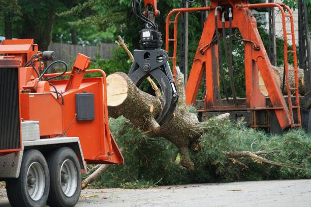 Emergency Storm Tree Removal in Hebron, KY